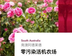澳洲高端美妝品牌Jurlique茱莉蔻，成功入駐圣悅詩國際連鎖系統(tǒng)